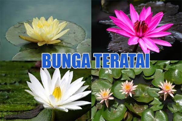 Adaptasi Bunga Teratai Dengan Lingkungannya Kumau Info