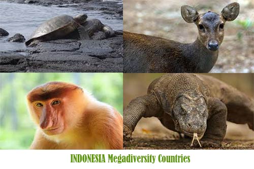 Fauna Indonesia Megadiversity Countries