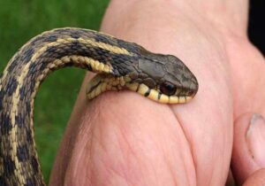 gigitan ular berbisa