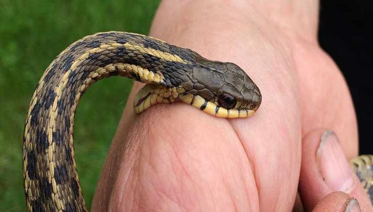 gigitan ular berbisa