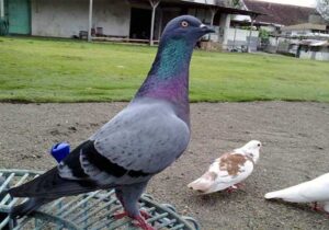 Balap Burung Merpati