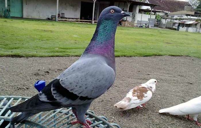 Balap Burung Merpati