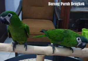 Burung Paruh Bengkok