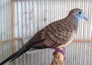 Merawat Burung Perkutut