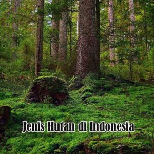 Jenis Hutan di Indonesia