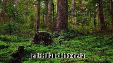 Jenis Hutan di Indonesia