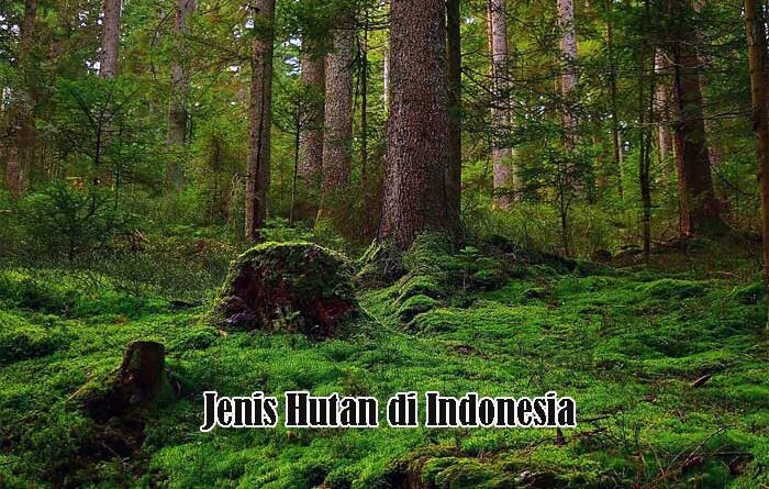 Jenis Hutan di Indonesia