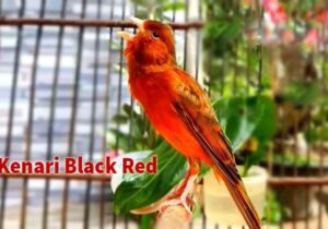 Kenari Black Red