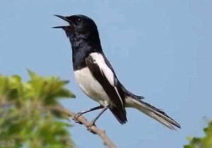 Melatih Mental Kacer