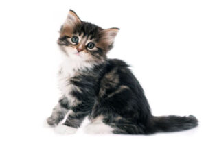 merawat anak kucing agar tumbuh sehat