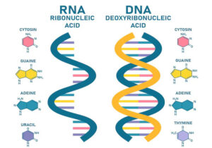 DNA Dan RNA