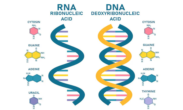 DNA Dan RNA